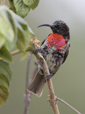 scarlet-chested sunbird