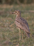 water thick-knee