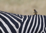 yellow-billed oxpecker