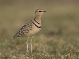 two-banded courser