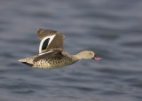 cape teal
