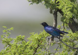 rüppels's long-tailed starling
