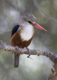 grey-headed kingfisher