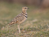 two-banded courser