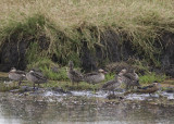 red-billed ducks and hottentot teal