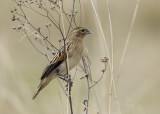 fan-tailed widowbird