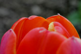 DC Tulip 04-10-4.jpg
