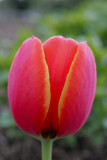 DC Tulip 04-10-5.jpg
