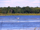017 Carlos Avery Pelican flight