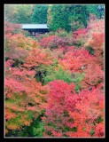 Tofukuji, Kyoto