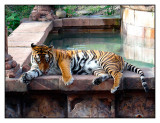 Maharajah Jungle Trek, Animal Kingdom, Orlando