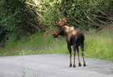 Road Moose