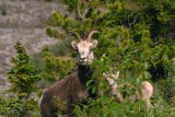 Stones Sheep With Lamb