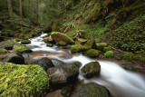 A Stream At Marys Peak