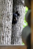 Cub In A Tree