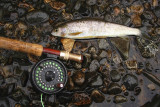 My First Arctic Grayling