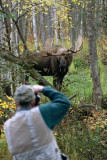 Doug Lloyd Pulling The Trigger On A Large Bull Moose