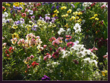 Flower field in backlight