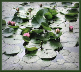 Water lily