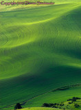 Green Wheat Waves