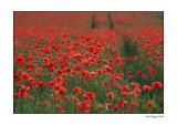 Poppy-lands-1.jpg