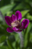 IMGP7696.jpg