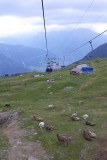 Cows on the Riederalp