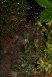 Spider in de rain