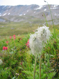 indian paintbrush