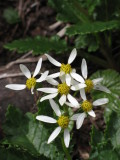 daisies