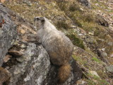 marmot