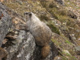 marmot