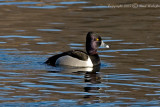 Barrows Goldeneye.jpg