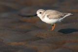 Piping Plover.jpg