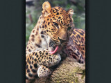 zoo-1d-100-13012_01.jpg