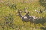 Mule Deer