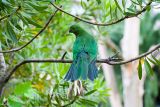 Juvenile king parrot on verandah