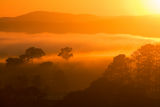 Sunrise with mist and trees