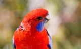 Crimson rosella as a painting