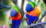 Synchronised scratching - rainbow lorikeets