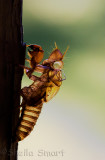 Cicada shell
