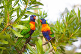 Rainbow lorikeets on canvas