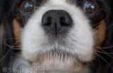 Picture of Lily - a friend's King Charles Spaniel