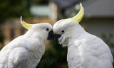 Sulphur crested cockatoo pair
