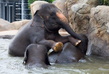 Elephant trio in pool