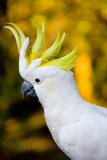 Sulphur crested cockatoo showing crest