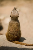 Meerkat from behind