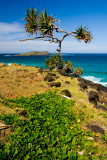 Palm at Fingal Head