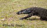 Goanna aka iguana