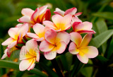 Frangipani flowers - plumeria